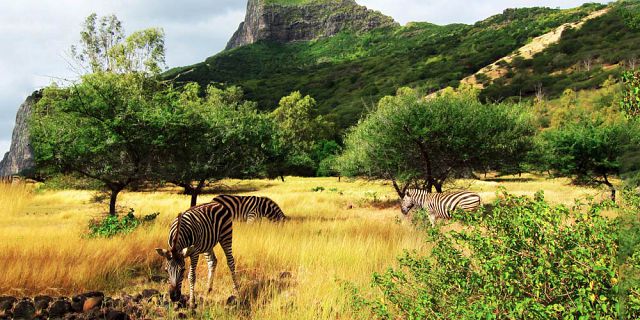 Mauritius segway safari trip (9)